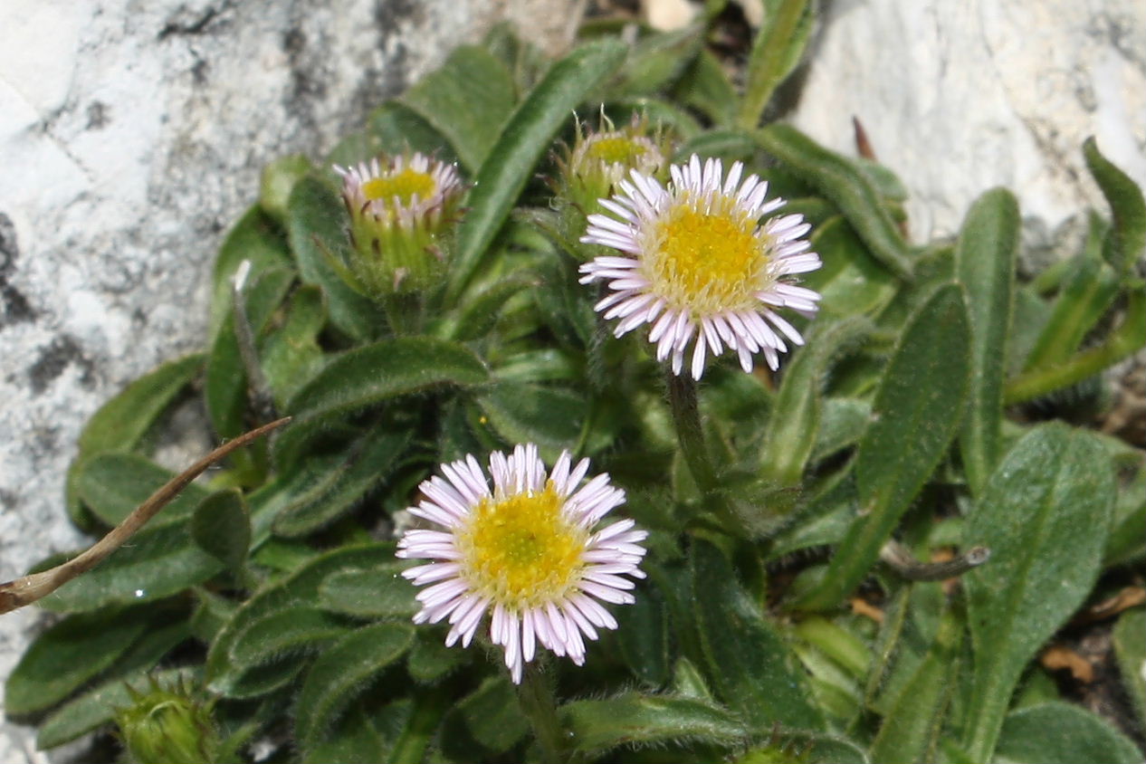 Apuane: Erigeron uniflorus